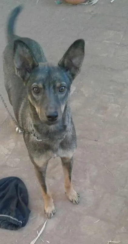 Cachorro raça Não sei  idade 1 ano nome Menina 
