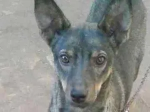 Cachorro raça Não sei  idade 1 ano nome Menina 
