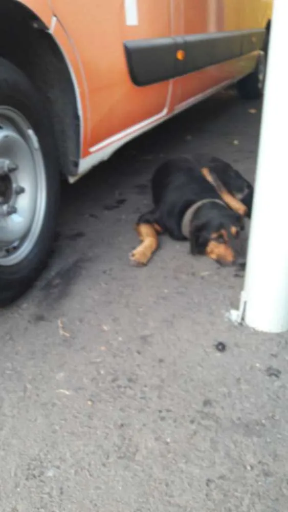 Cachorro ra a Indefinida idade 7 a 11 meses nome Negrão