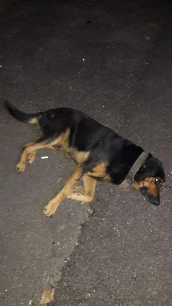 Cachorro ra a Indefinida idade 7 a 11 meses nome Negrão