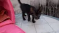 Verinha