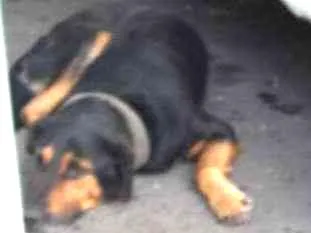 Cachorro ra a Indefinida idade 7 a 11 meses nome Negrão