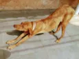 bela