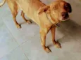 bela