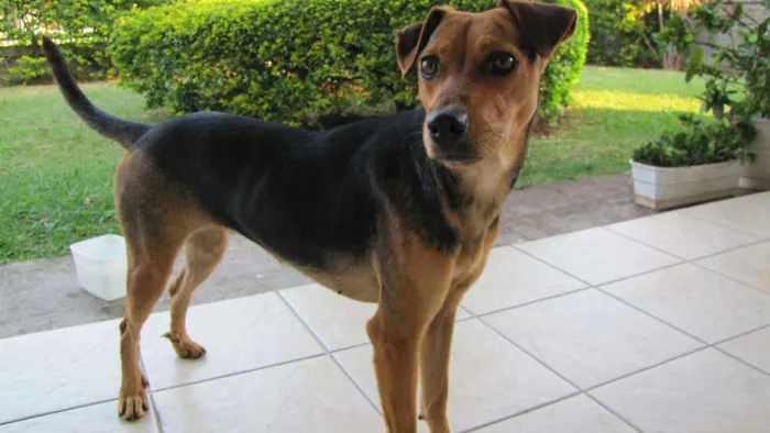 Cachorro ra a SRD idade 1 ano nome Haruki
