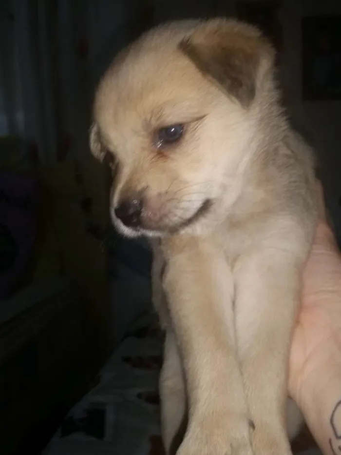 Cachorro ra a Srd idade Abaixo de 2 meses nome Samy