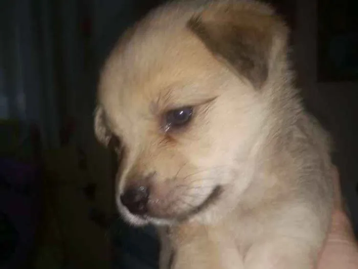 Cachorro ra a Srd idade Abaixo de 2 meses nome Samy