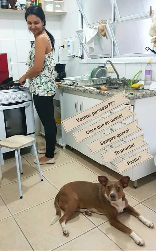 Cachorro ra a SRD idade 2 anos nome Pitt