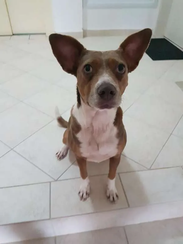 Cachorro ra a SRD idade 2 anos nome Pitt