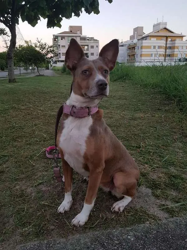 Cachorro ra a SRD idade 2 anos nome Pitt