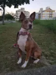 Pitt