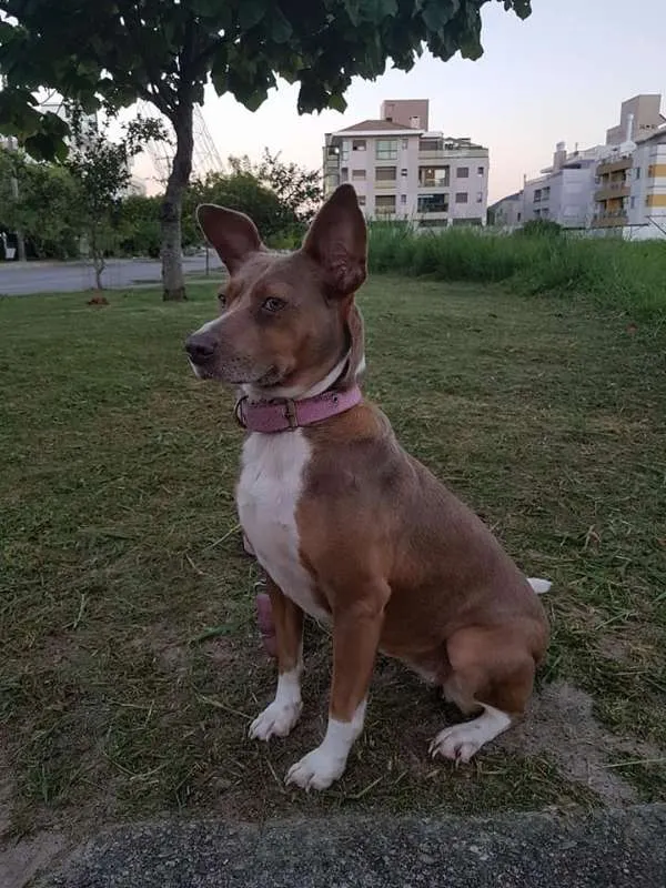 Cachorro ra a SRD idade 2 anos nome Pitt