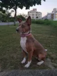 Pitt