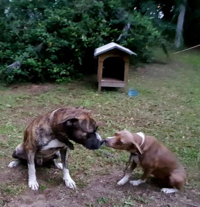 Cachorro ra a SRD idade 2 anos nome Pitt