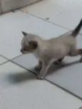 Gatinhos Siameses
