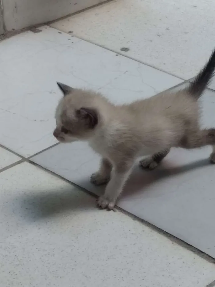 Gato ra a Siamês idade Abaixo de 2 meses nome Gatinhos Siameses