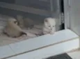 Gatinhos Siameses