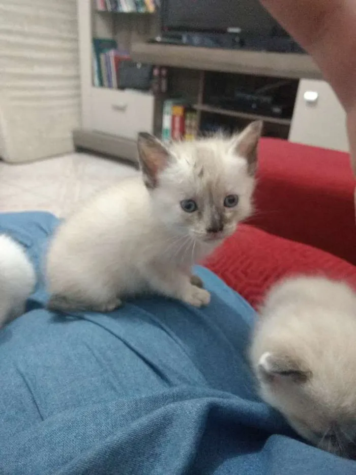 Gato ra a Siamês idade Abaixo de 2 meses nome Gatinhos Siameses