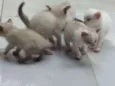 Gatinhos Siameses
