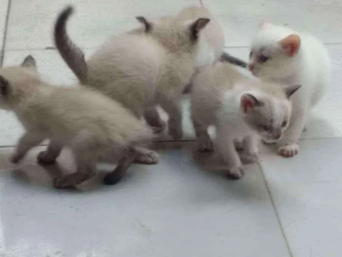 Gato ra a Siamês idade Abaixo de 2 meses nome Gatinhos Siameses