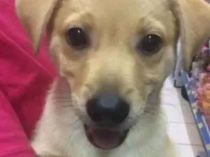 Cachorro raça Srd idade 2 a 6 meses nome Simba