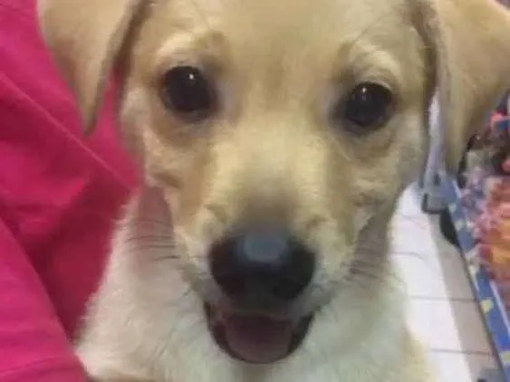 Cachorro ra a Srd idade 2 a 6 meses nome Simba