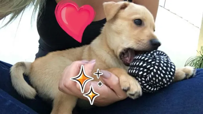 Cachorro ra a Srd idade 2 a 6 meses nome Simba