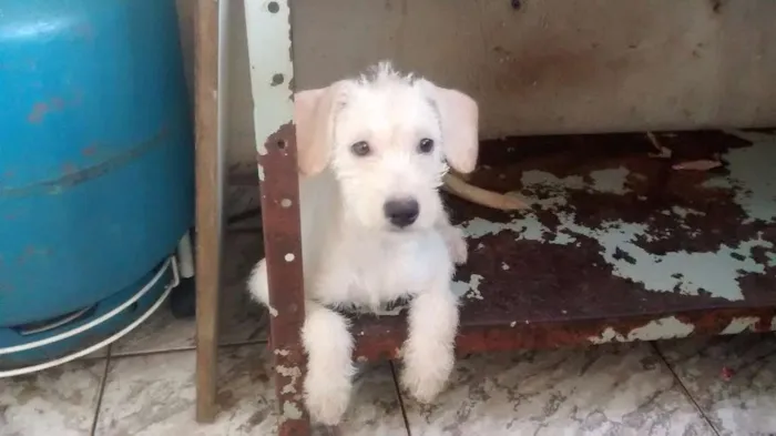 Cachorro ra a indefinida idade 2 a 6 meses nome Branca
