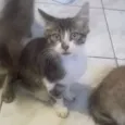Flóquinho