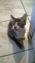 Flóquinho