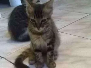 Gato raça Maine Coon idade 2 a 6 meses nome Bob