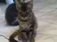 Bob