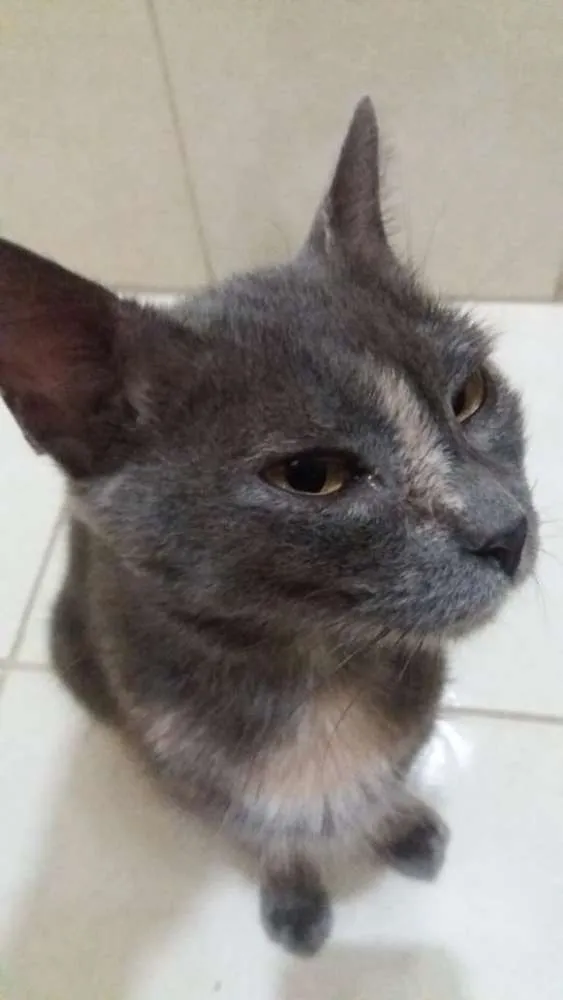 Gato ra a Srd idade 2 anos nome Maya