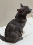 Maya