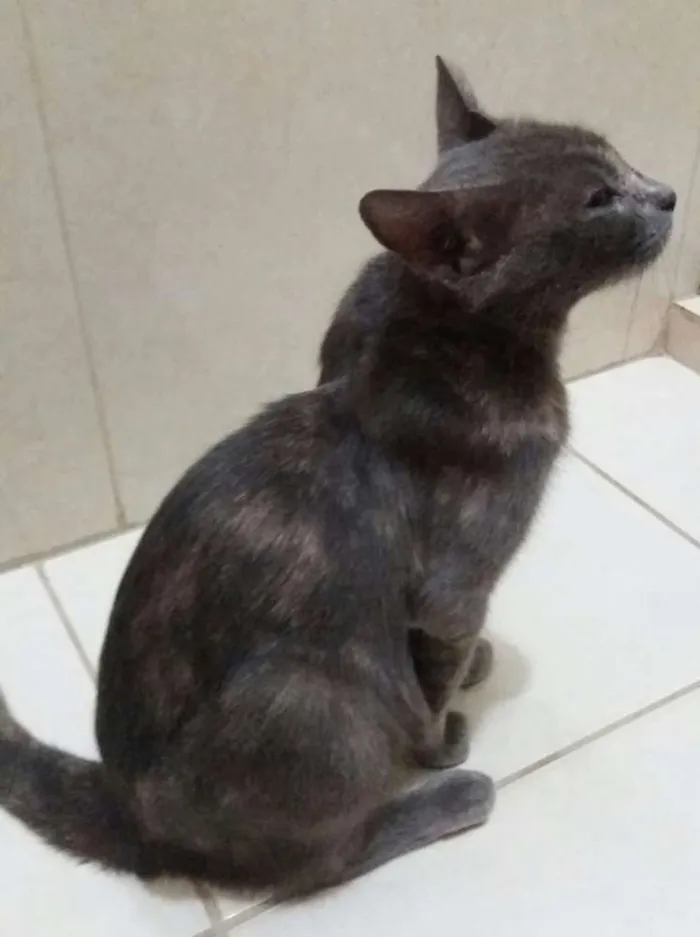 Gato ra a Srd idade 2 anos nome Maya