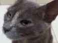Maya