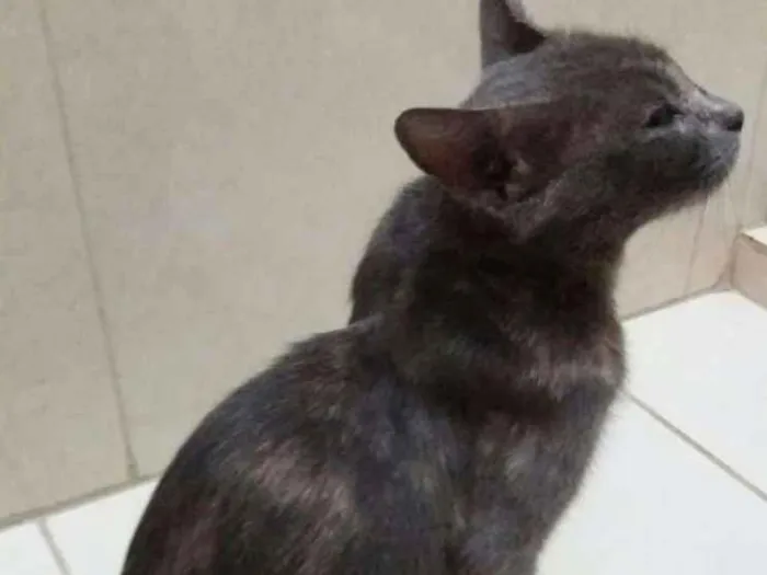 Gato ra a Srd idade 2 anos nome Maya
