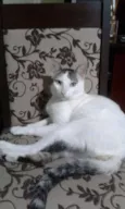 NIKLAUS