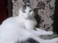 NIKLAUS