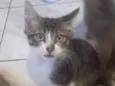 Flóquinho