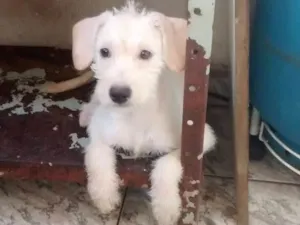Cachorro raça indefinida idade 2 a 6 meses nome Branca