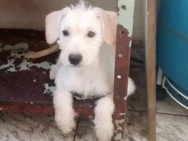 Cachorro ra a indefinida idade 2 a 6 meses nome Branca