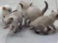 Gatinhos Siameses