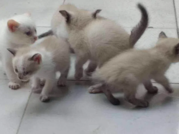 Gato ra a Siamês idade Abaixo de 2 meses nome Gatinhos Siameses