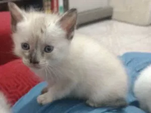 Gato raça Siamês idade Abaixo de 2 meses nome Gatinhos Siameses
