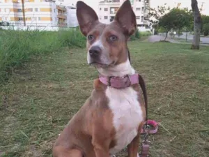 Cachorro raça SRD idade 2 anos nome Pitt