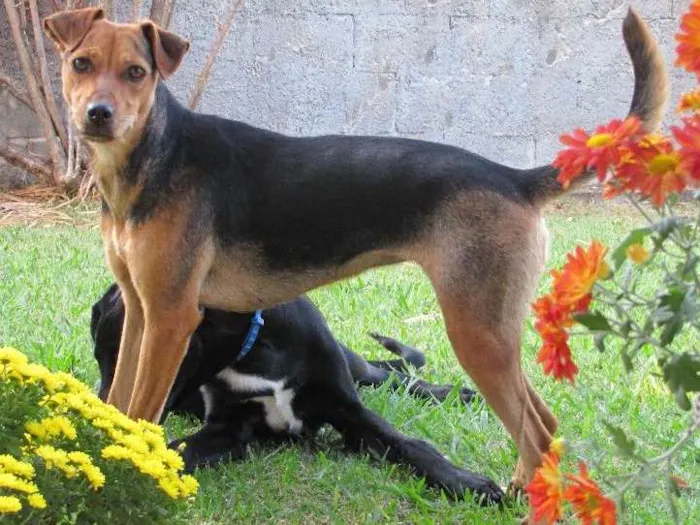 Cachorro ra a SRD idade 1 ano nome Haruki