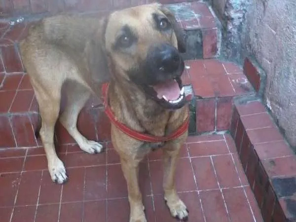 Cachorro ra a SRD idade 2 anos nome Penelope