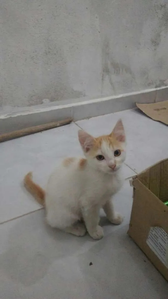 Gato ra a SRD idade 2 a 6 meses nome Sem nome