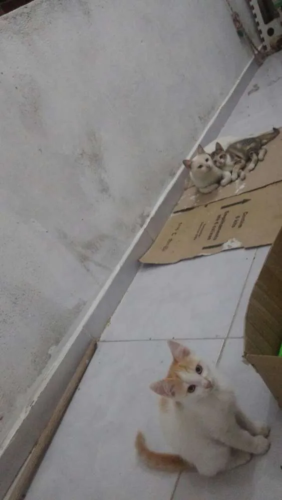 Gato ra a SRD idade 2 a 6 meses nome Sem nome